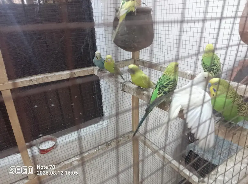19 parrot total — photo 6
