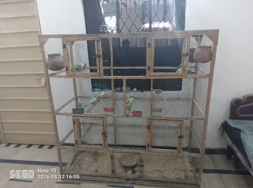 19 parrot total — photo 7