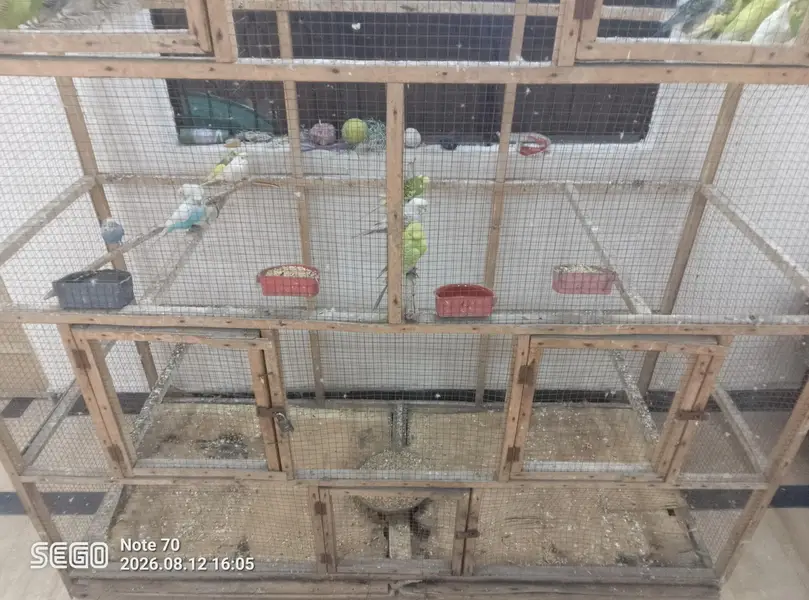 19 parrot total — photo 8