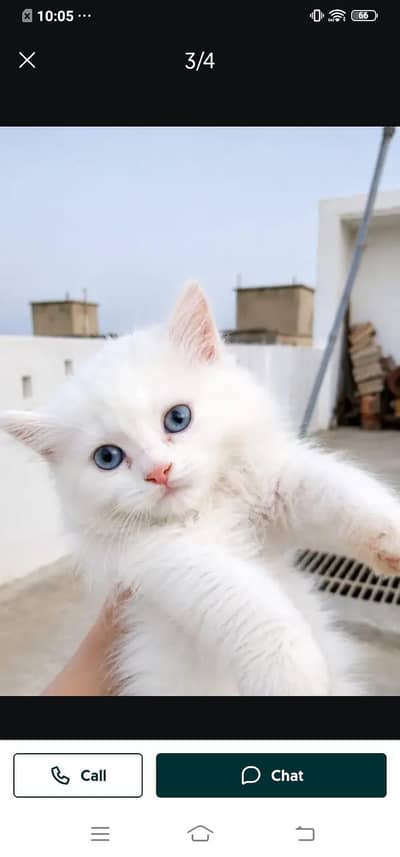 Persian cat for sale male my WhatsApp 334=45=91=204
