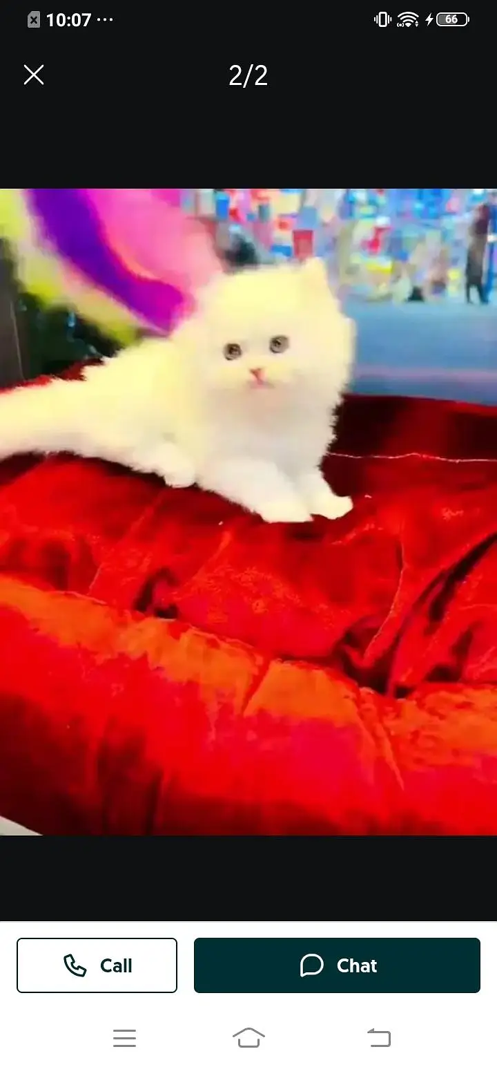 Persian cat for sale male my WhatsApp 334=45=91=204 — photo 3