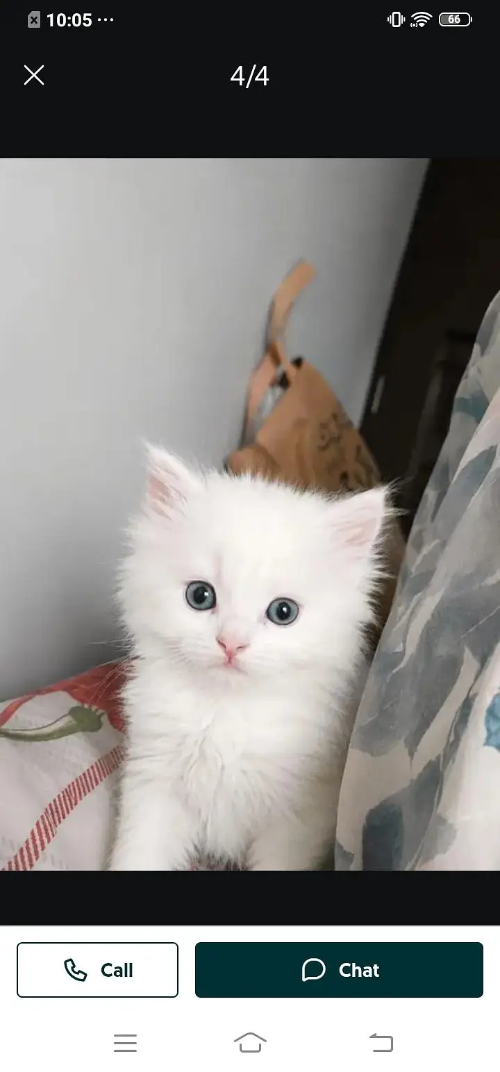 Persian cat for sale male my WhatsApp 334=45=91=204 — photo 4