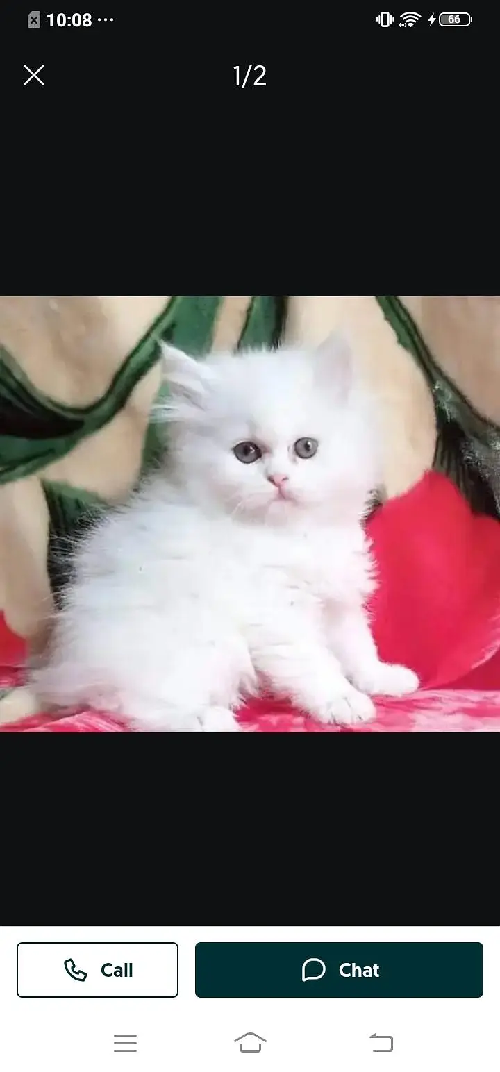 Persian cat for sale male my WhatsApp 334=45=91=204 — photo 6