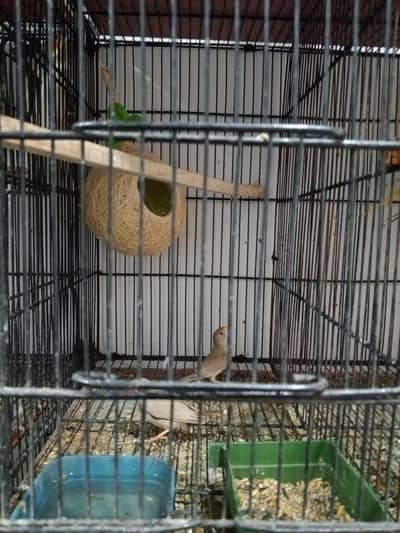 all kinds of birds