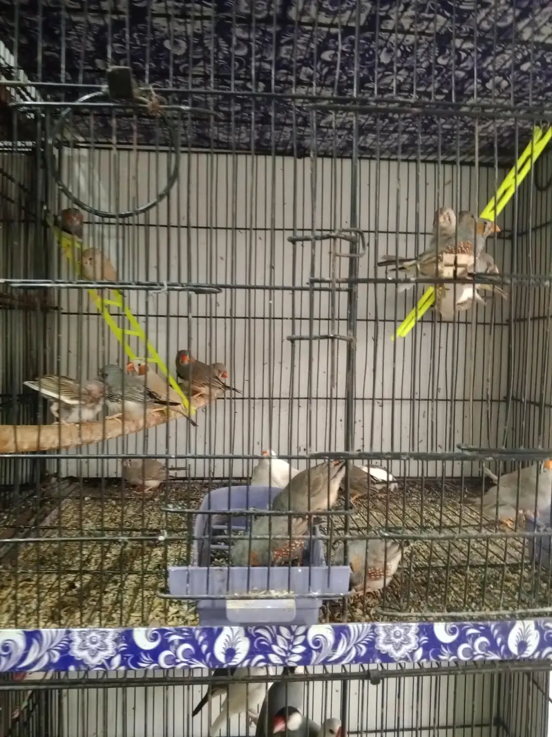 all kinds of birds — photo 2