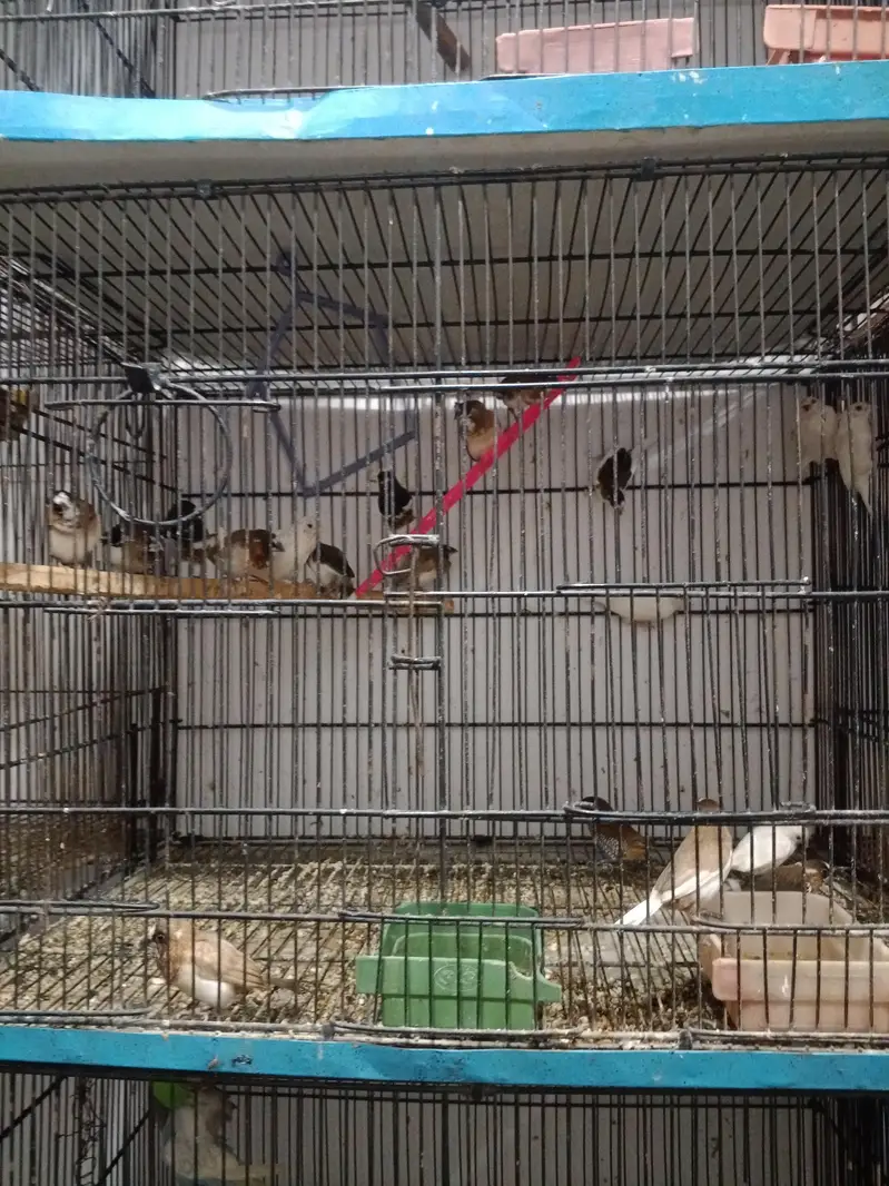 all kinds of birds — photo 3