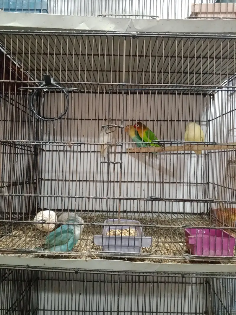 all kinds of birds — photo 4