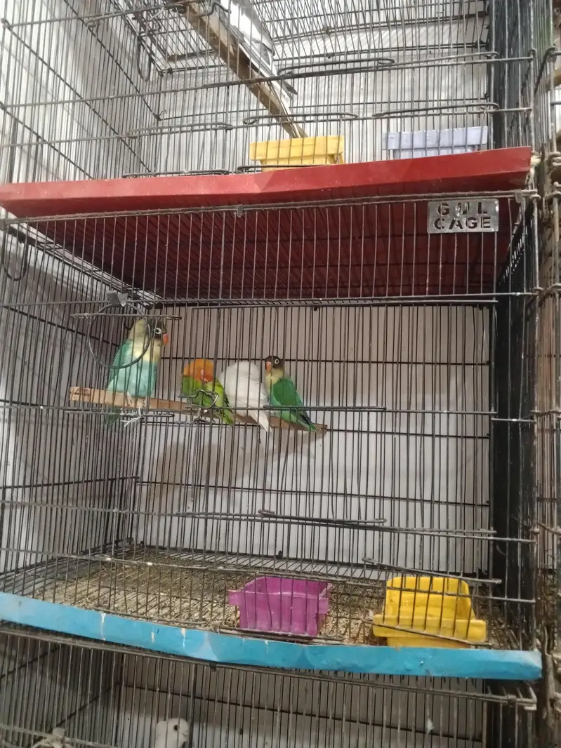 all kinds of birds — photo 5