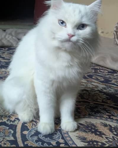 Persian Tripal Court Male