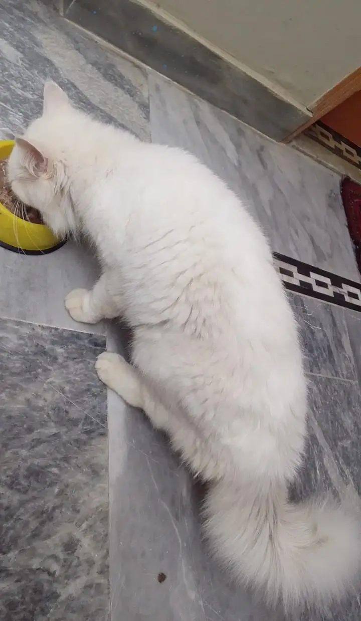 Persian Tripal Court Male — photo 3