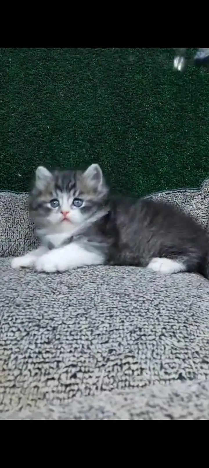 Quality Persian cat & Kittens Male & female — photo 3