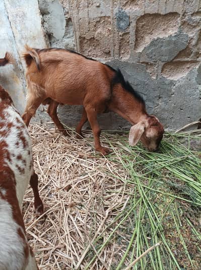 bakra 2 daant