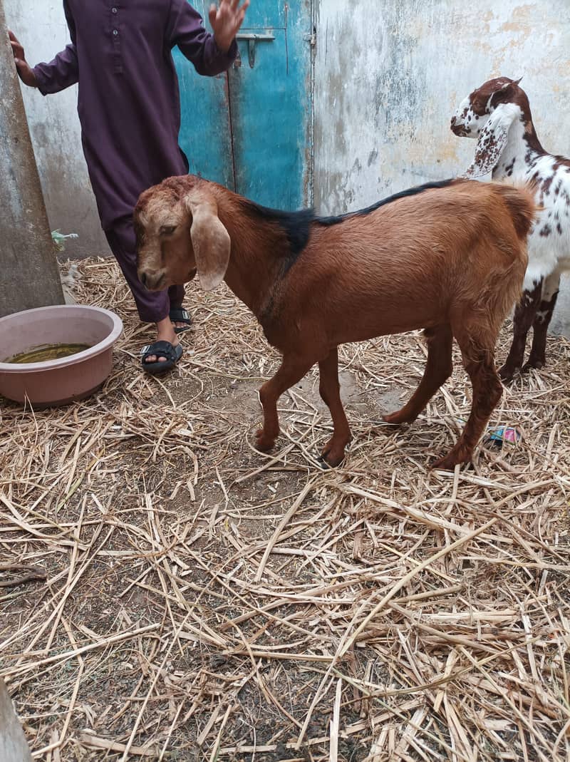 bakra 2 daant 1