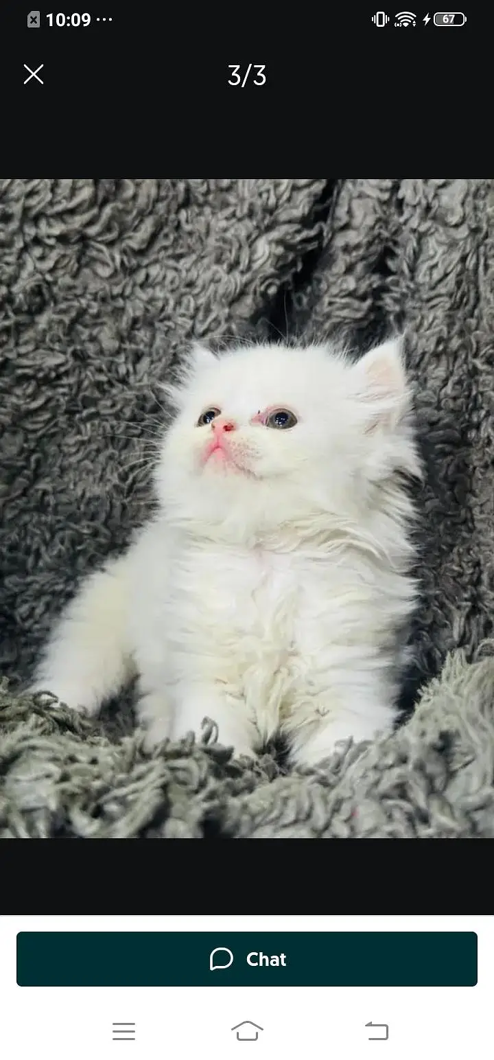 Persian cat for Mel aur female my WhatsApp3024=83=16=676 — photo 2