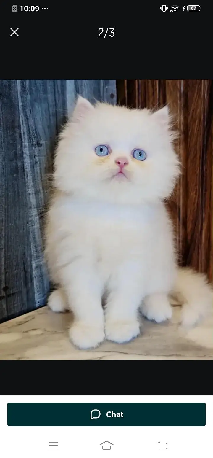 Persian cat for Mel aur female my WhatsApp3024=83=16=676 — photo 3