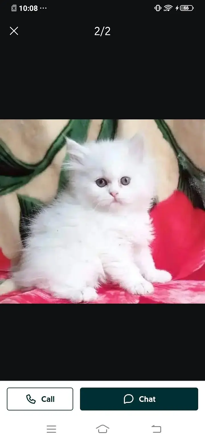 Persian cat for Mel aur female my WhatsApp3024=83=16=676 — photo 5