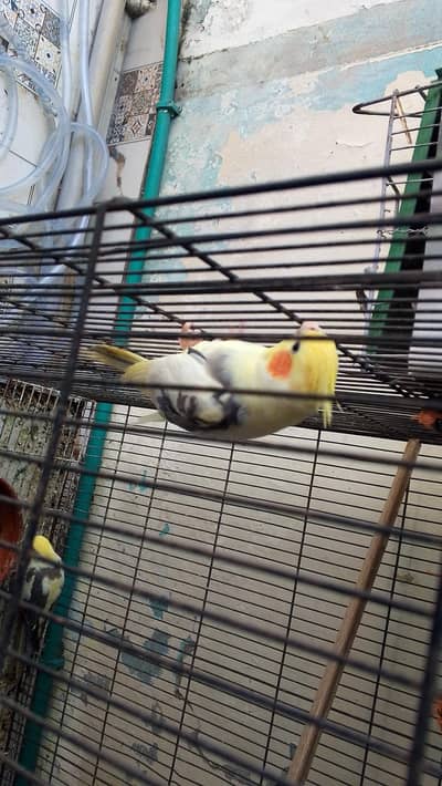 cocktail parrots