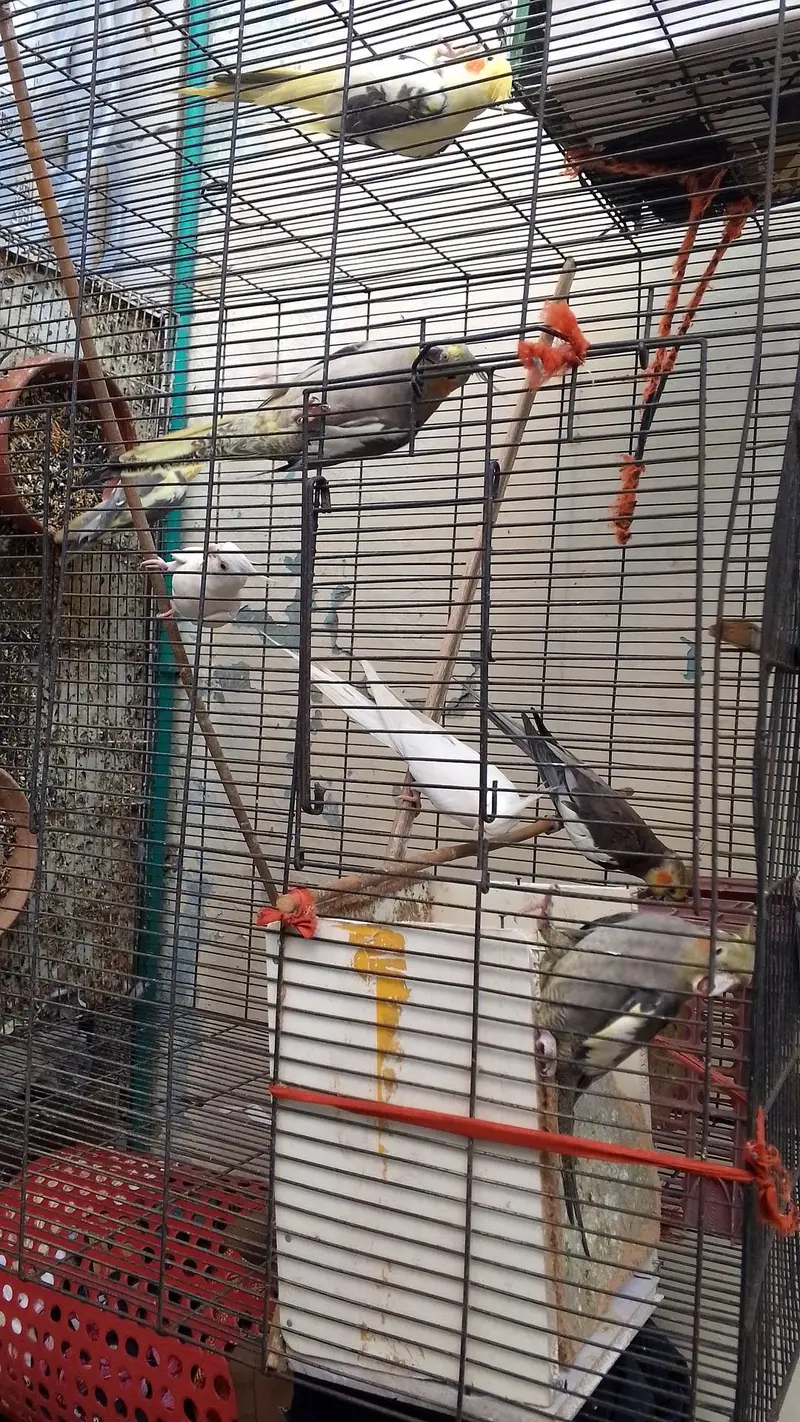 cocktail parrots — photo 2