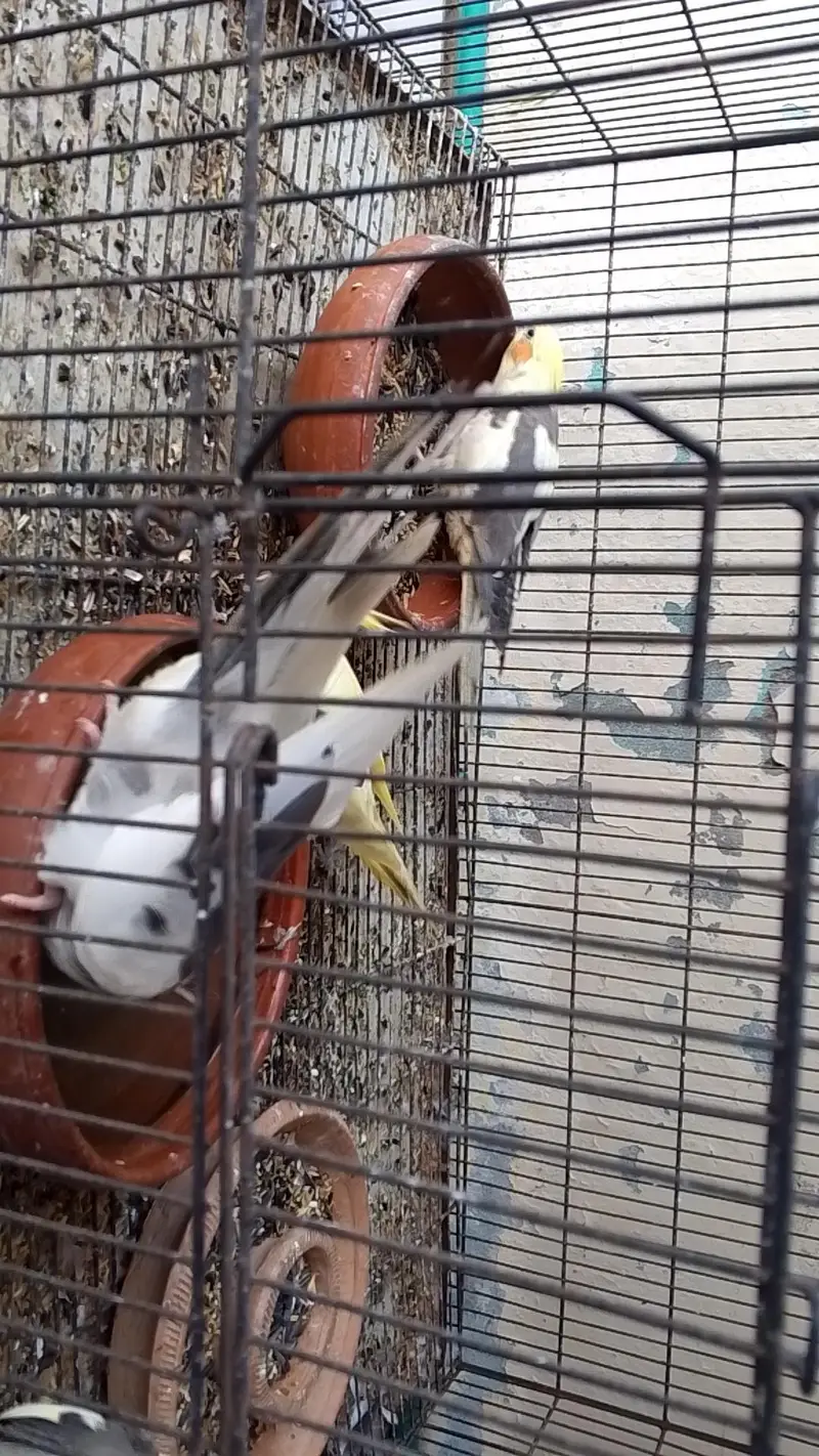cocktail parrots — photo 3