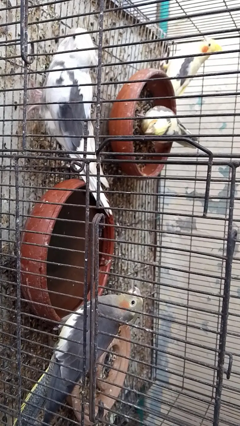 cocktail parrots — photo 4
