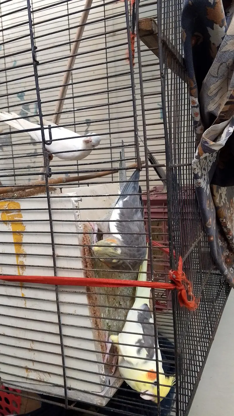 cocktail parrots — photo 5