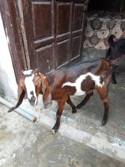 2 desi goats