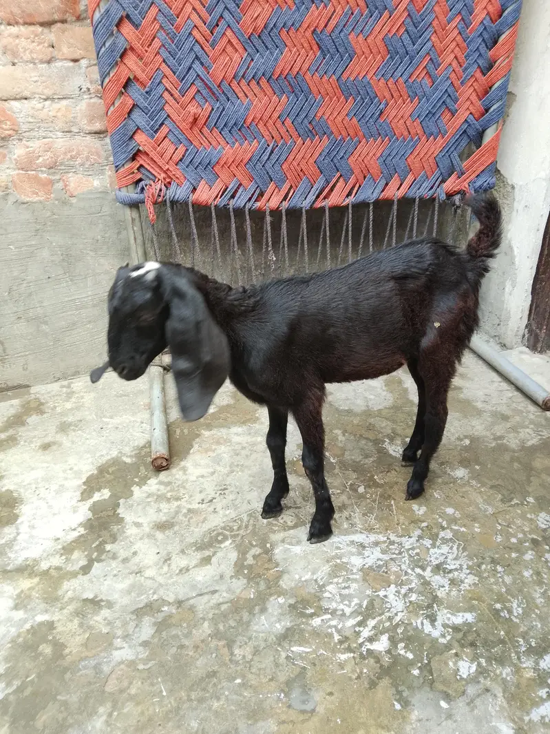 2 desi goats — photo 2