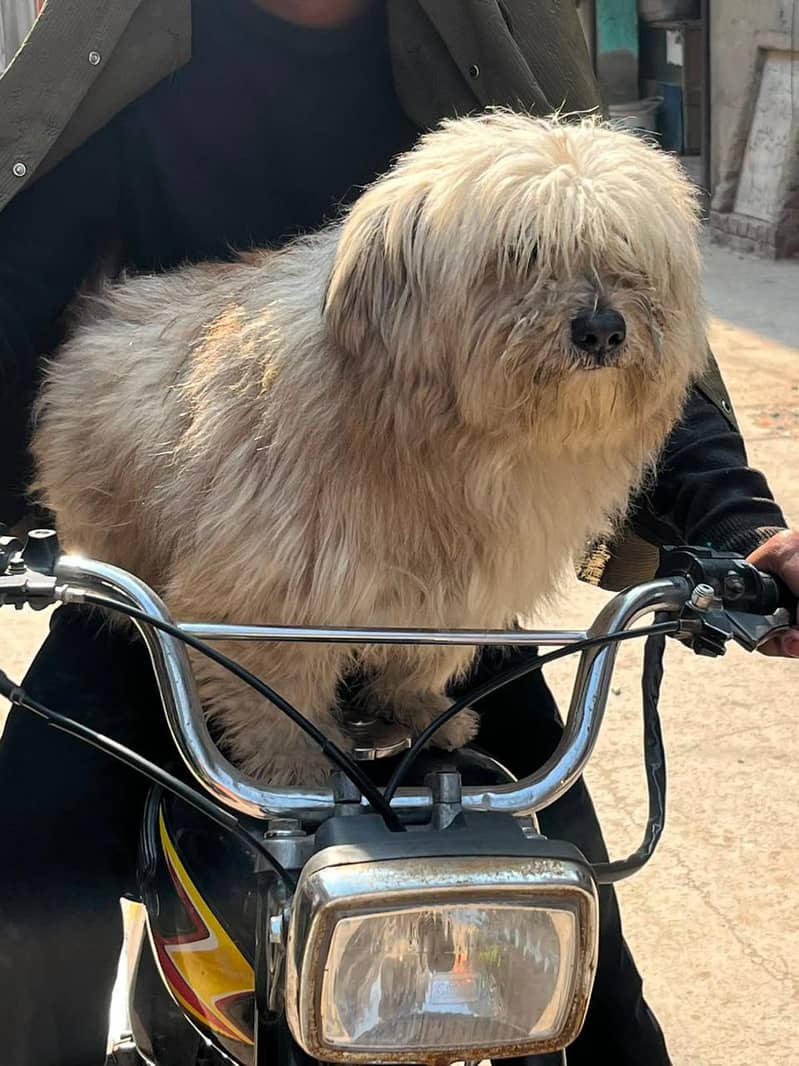 poodle 0