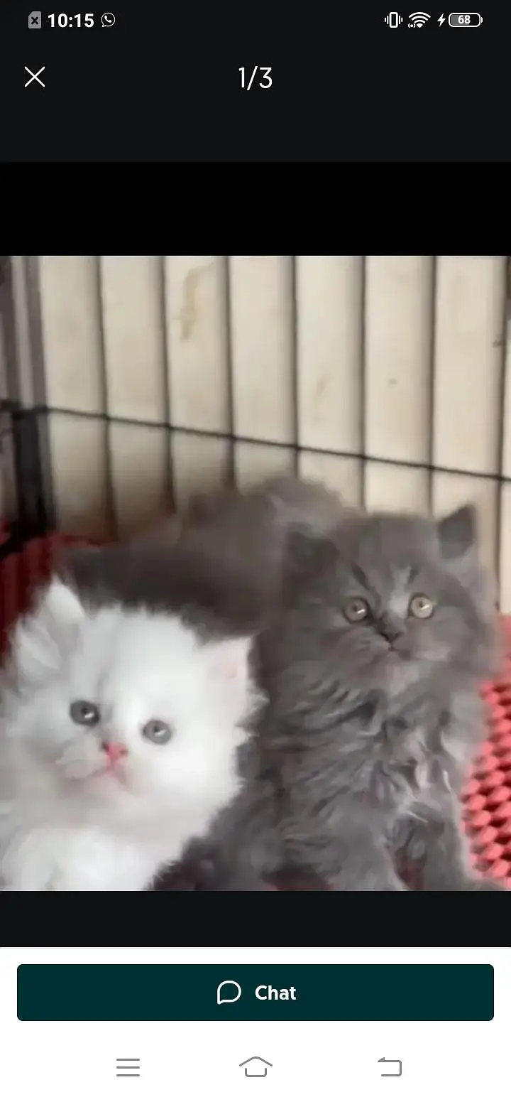 Persian cat for Mel aur female my WhatsApp3024=83=16=676 — photo 4