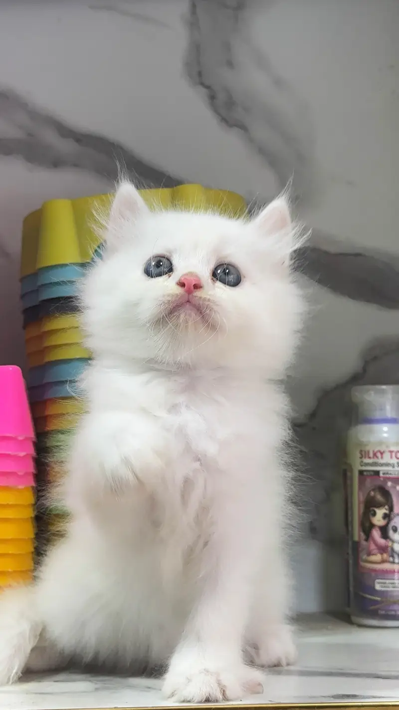Low Price Kittens/White Persian Kitten/Cats/Male/Female — photo 3