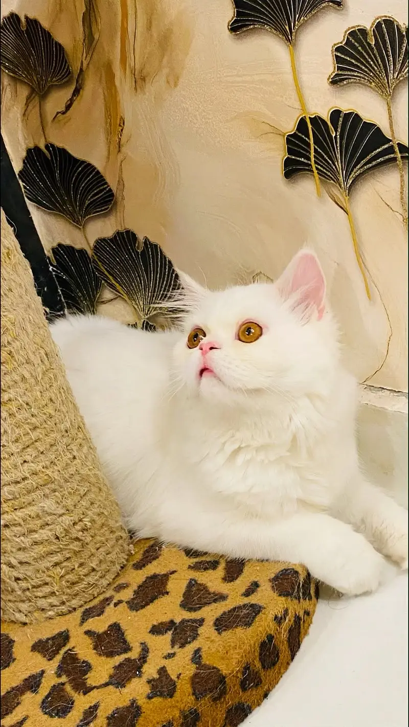 Extreme punch face cat cute and loving. — photo 3