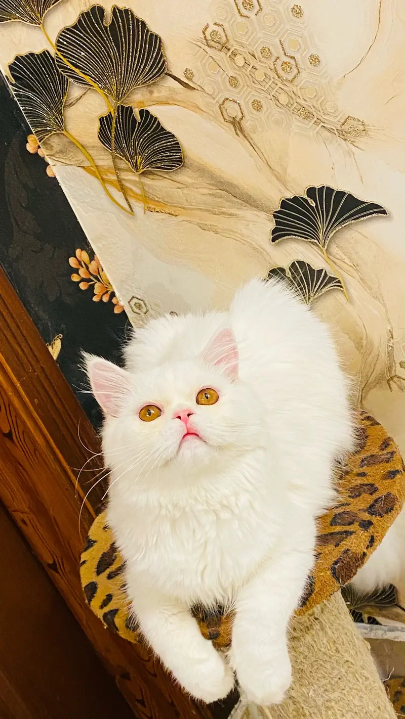 Extreme punch face cat cute and loving. — photo 4