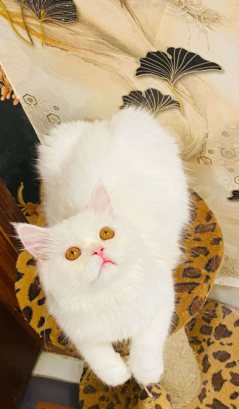 Extreme punch face cat cute and loving. — photo 6