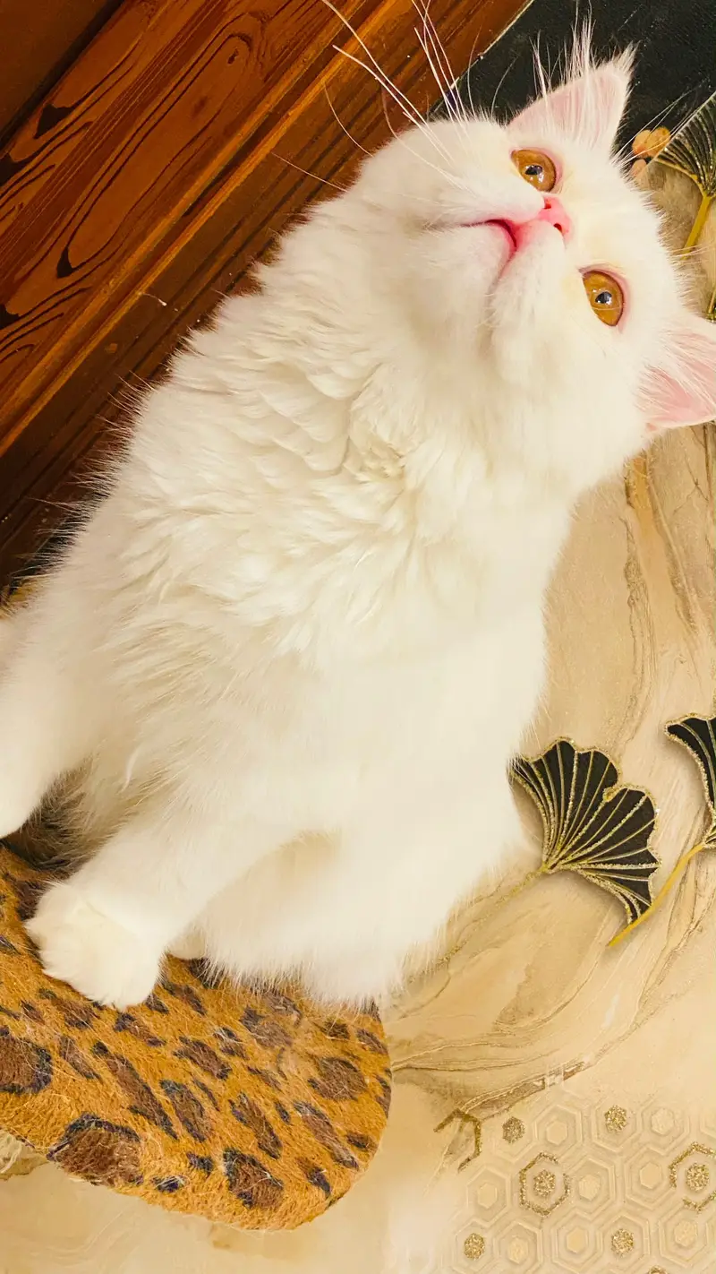 Extreme punch face cat cute and loving. — photo 7