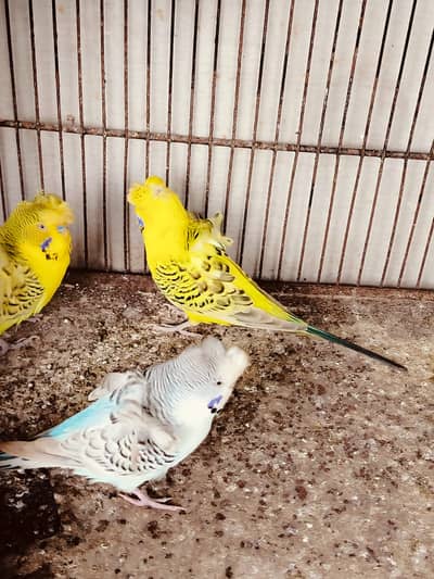3 TCB Hogoromo Males For Sale