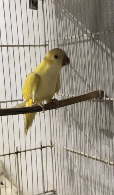Monk pair yellow n white