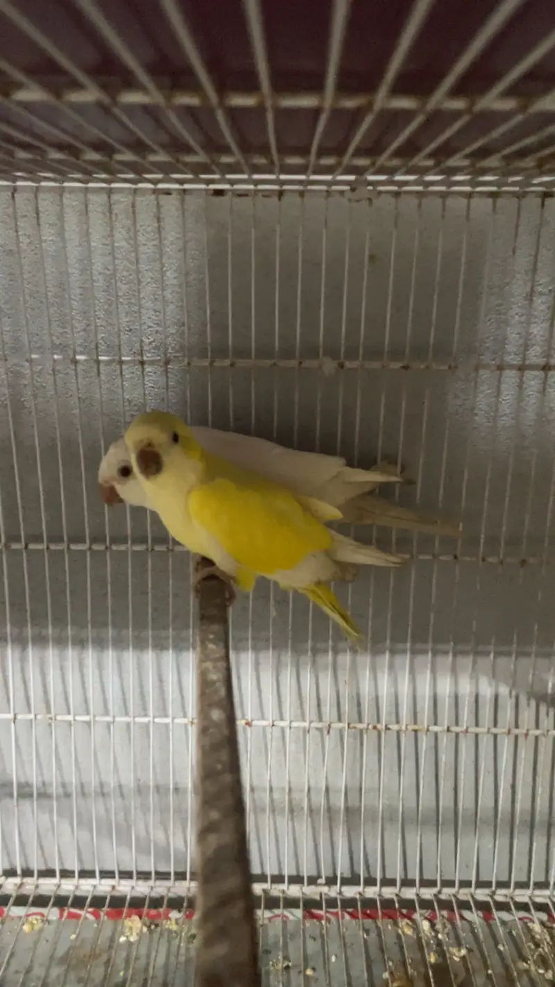 Monk pair yellow n white — photo 2