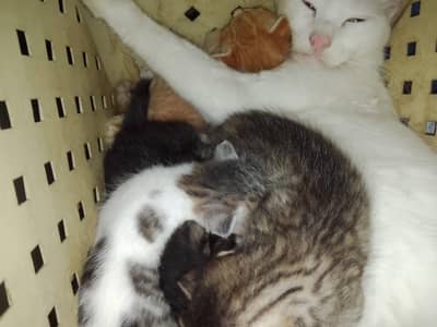 semi Persian triple coated