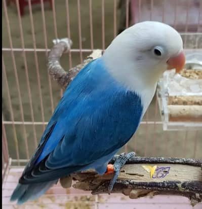 blue opaline lovebird