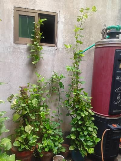 healthy home grown money plants