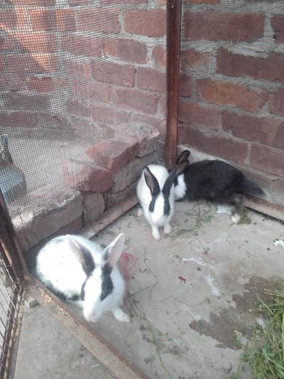 2 females and 1 male 1 black female and white pair 2500