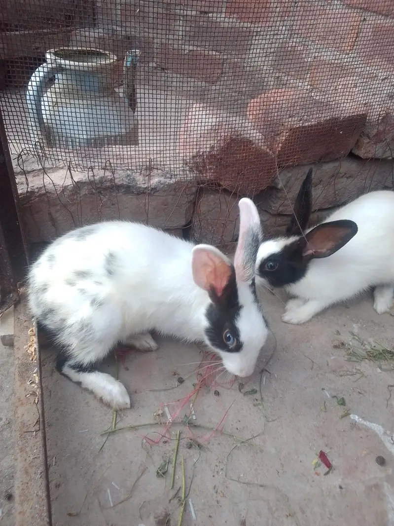 2 females and 1 male 1 black female and white pair 2500 — photo 2