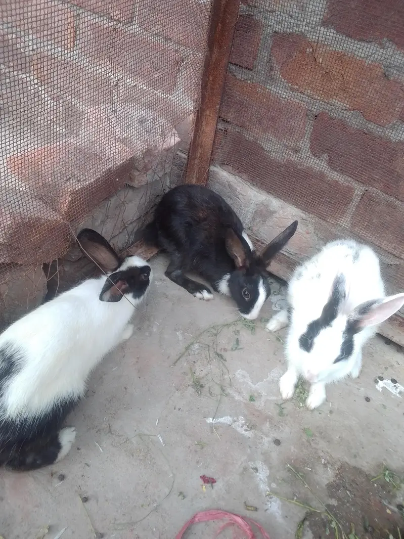 2 females and 1 male 1 black female and white pair 2500 — photo 4