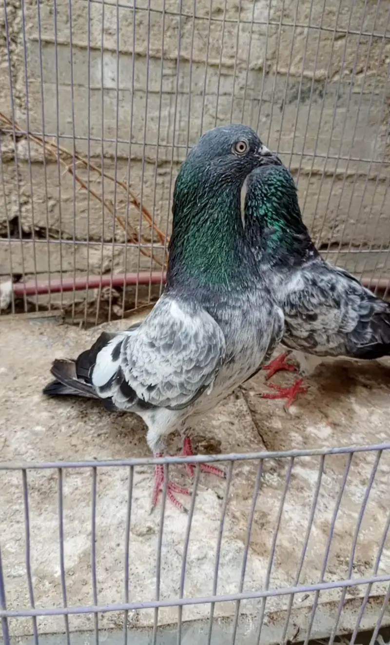 Golden pair and imamdeen patta