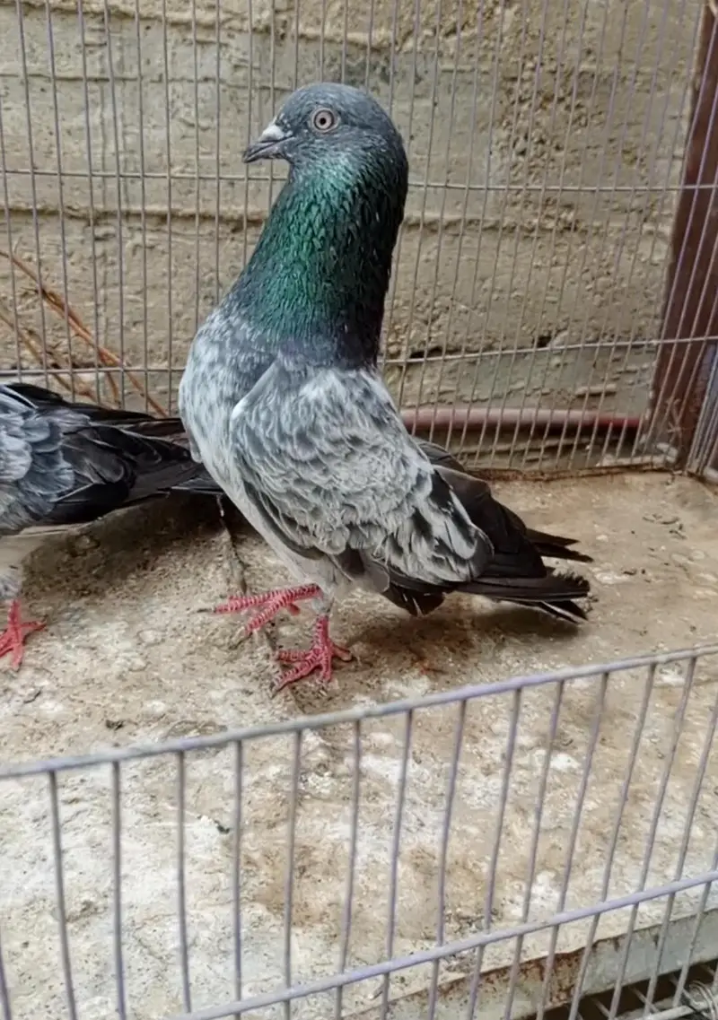 Golden pair and imamdeen patta — photo 2