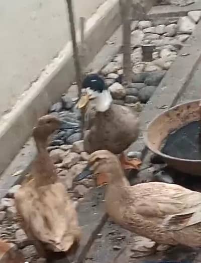 Mallard ducks