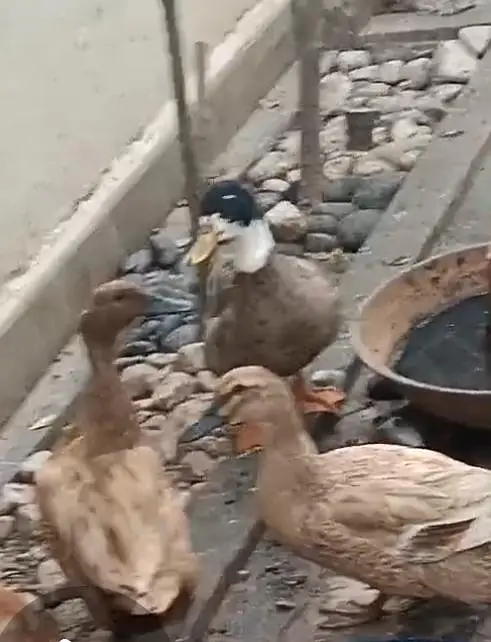Mallard ducks
