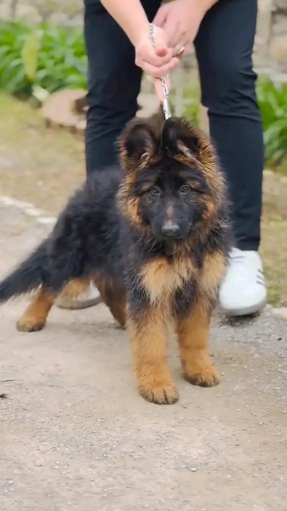 (German- shepherd) (puppies) (argent for sale) Whatsapp 03401430037 — photo 2
