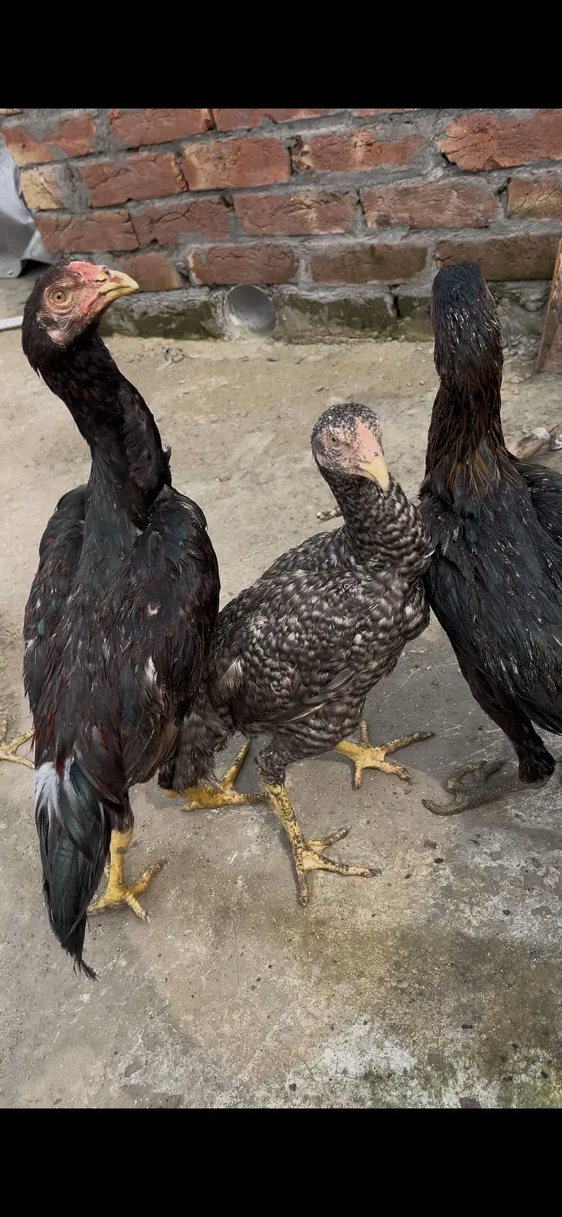 Shamo ka karos do pair hai ak morgi ke tang mori hai chalti thk hai — photo 3
