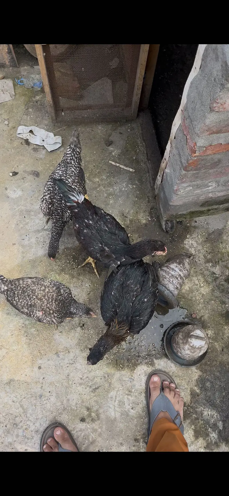 Shamo ka karos do pair hai ak morgi ke tang mori hai chalti thk hai — photo 4